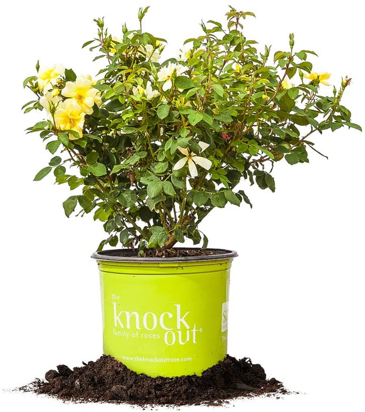  Perfect Plants Sunny Knock Out Rose 1 Gallon