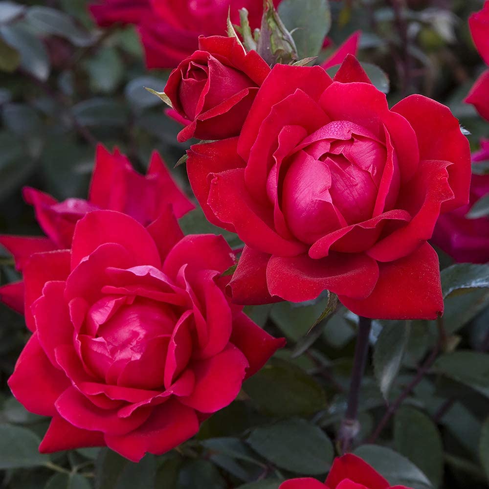  Knockout Rose Double Rose, 2 Gal
