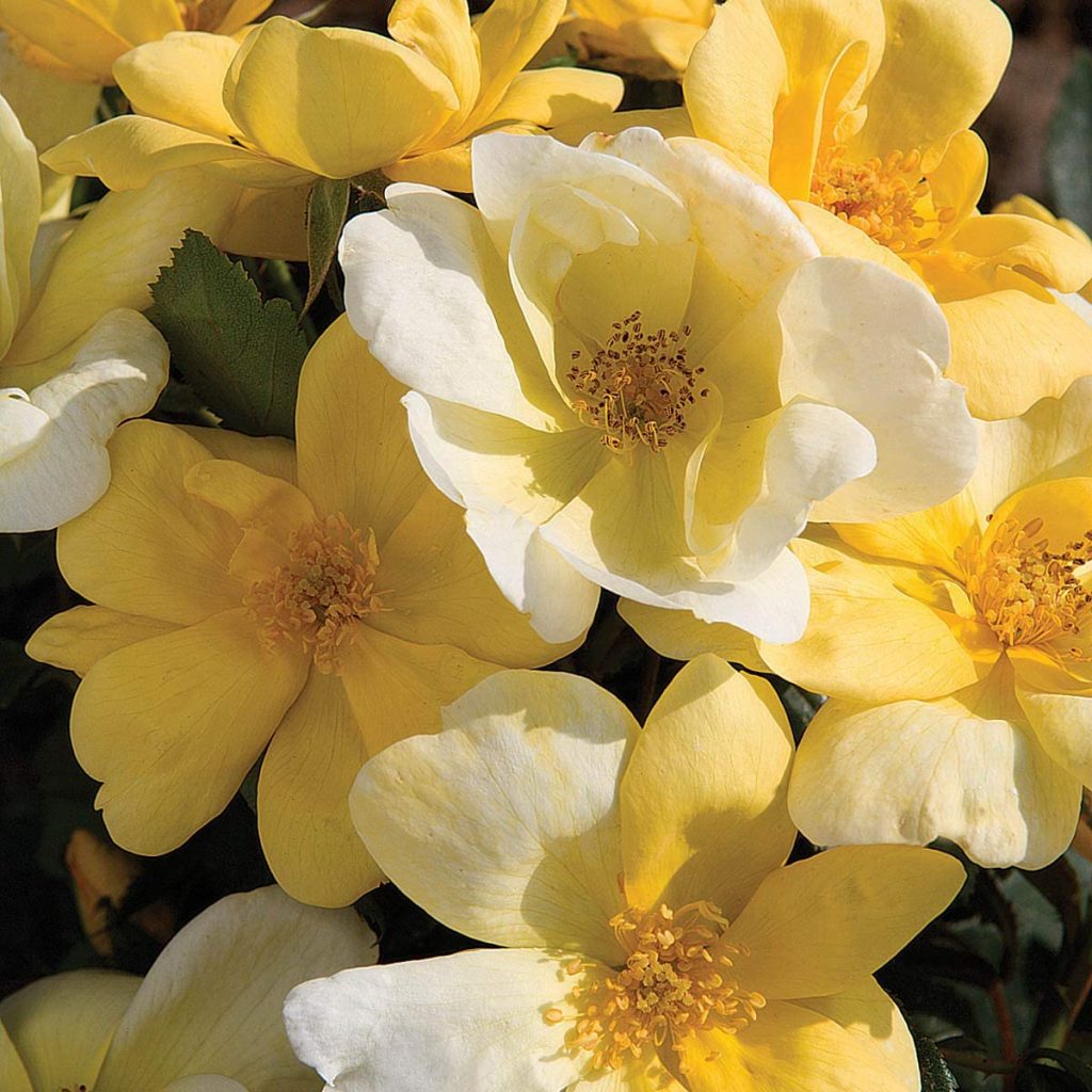  SPRING HILL NURSERIES - Sunny Knock Out Bare Root Shrub Rose