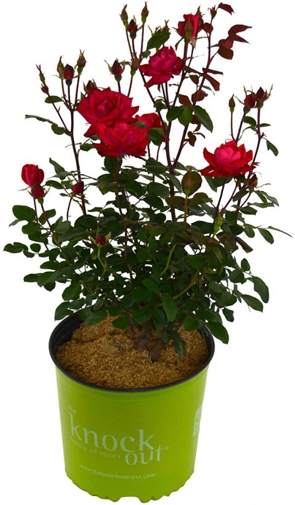  Red Double Knockout Rose - Live Plant