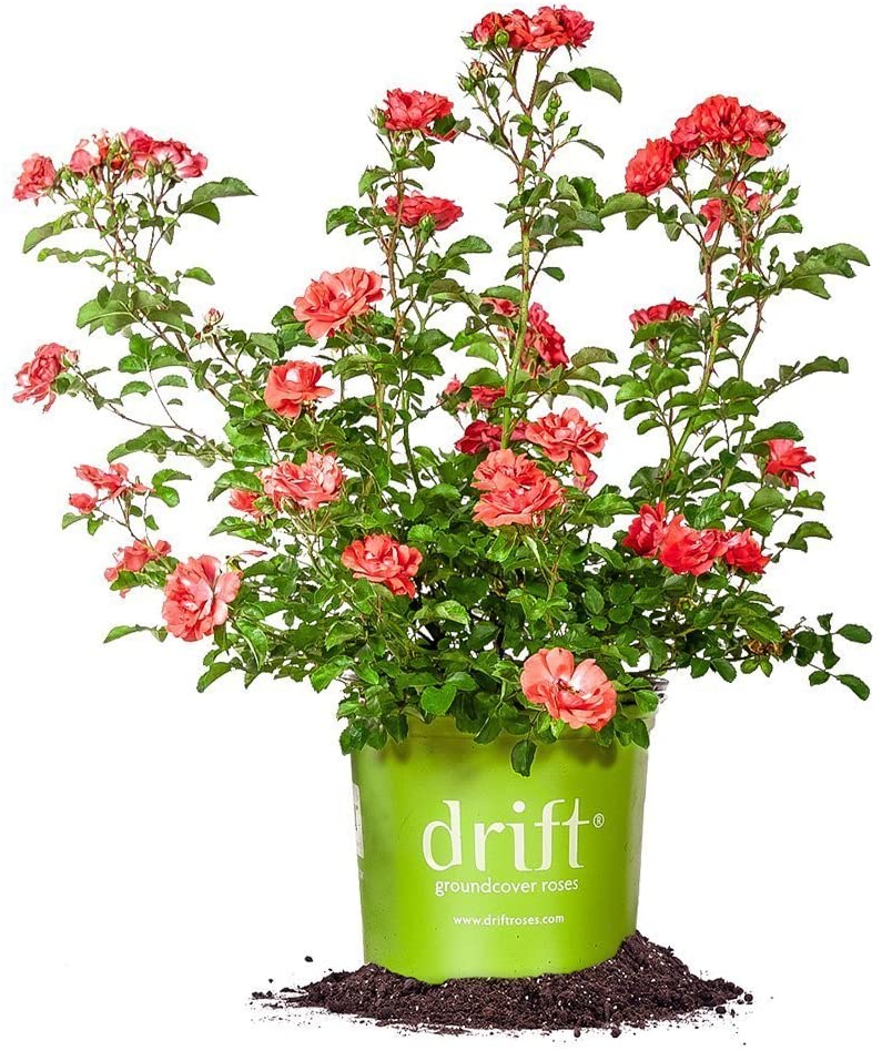  Perfect Plants Coral Drift Rose Live Plant