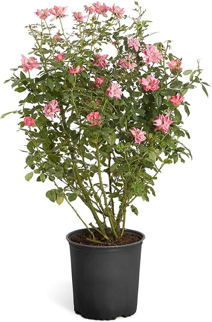  Double Pink Knock Out Rose - 2 Gallon Shrub