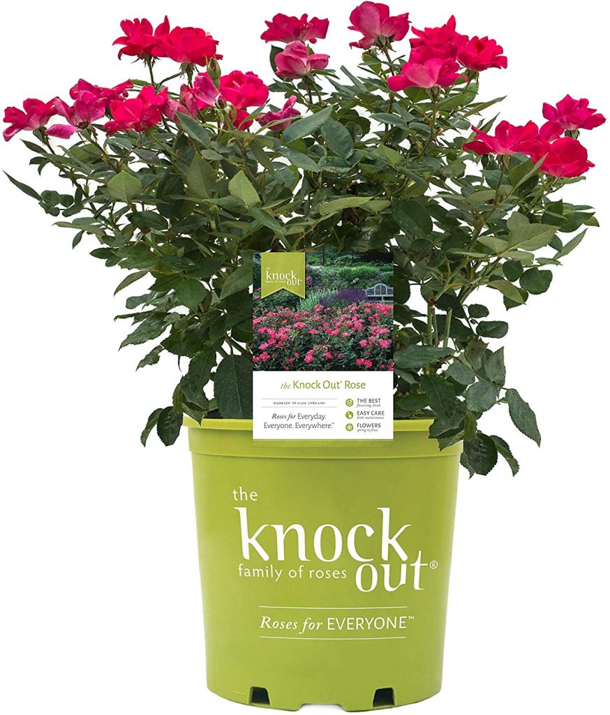  Knock Out Roses - Rosa Knock Out (Rose) Rose