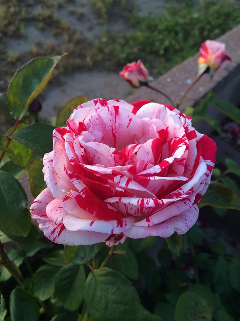 Asaka White Blood Rose