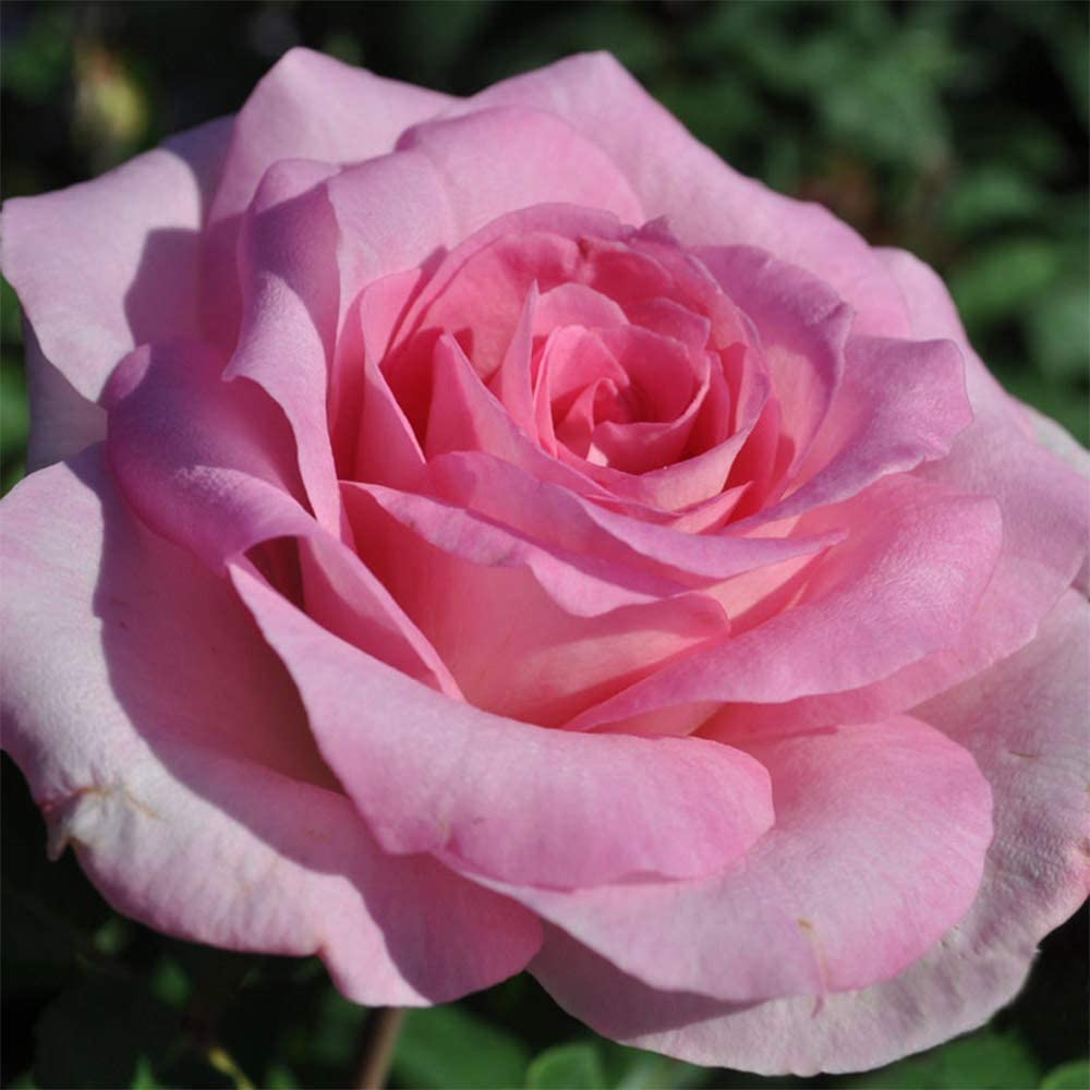 Beverly Hybrid Rose