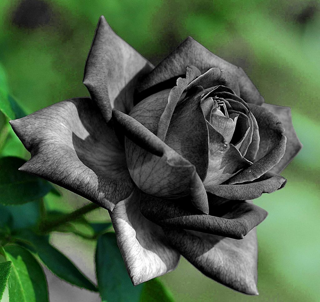 Black Rose Bush