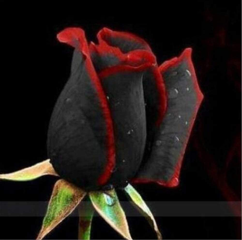 Black Rose With Red Edge