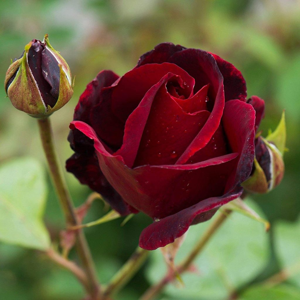 Blood Black Rose
