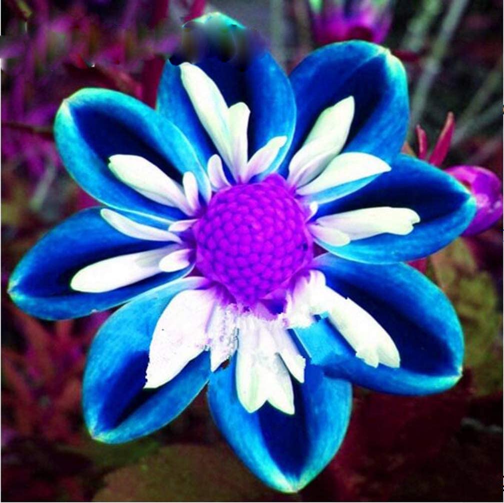 Blue And White Dahlia Rose