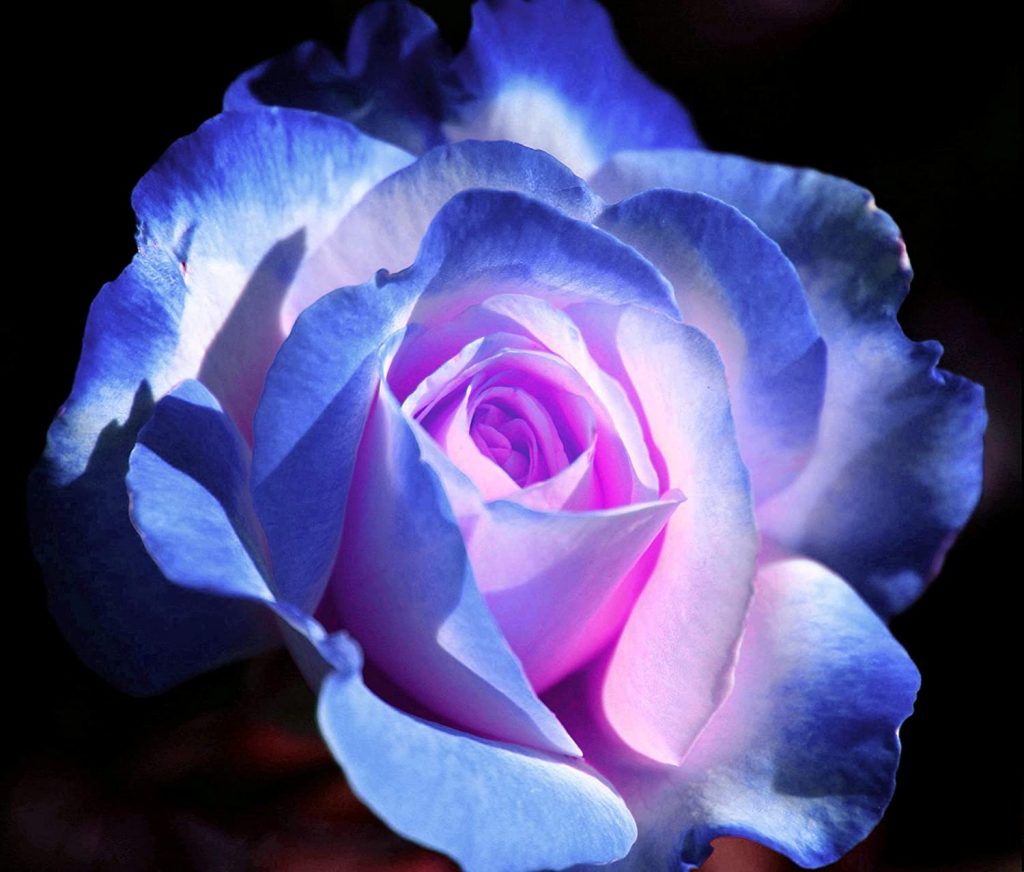 Blue Pink Roses