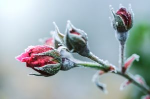 10 Most Hardy Winter Rose To Grow