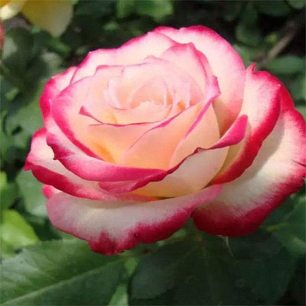 Fragrant Rose Flower Plant
