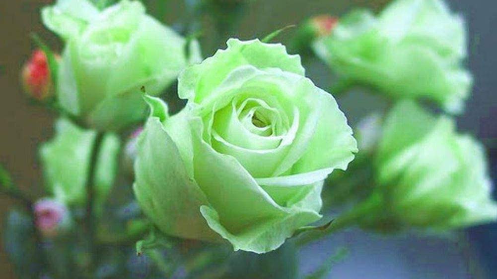 Mint Green Butterfly Rose