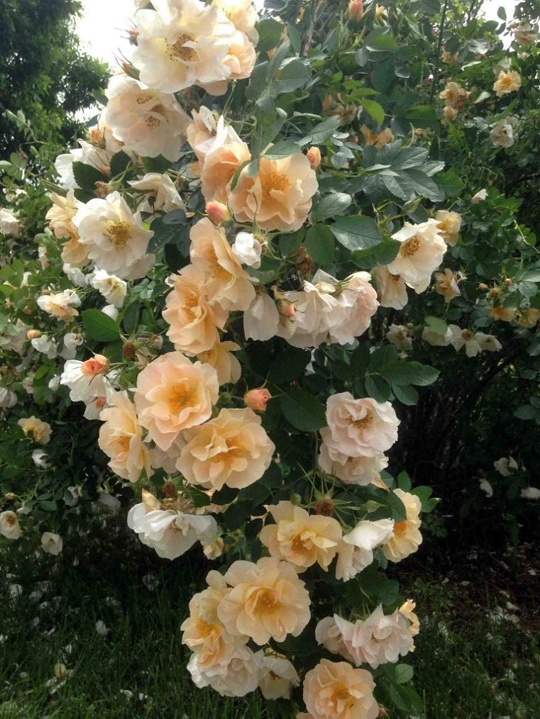 Orange Fragrant Climbing Rose