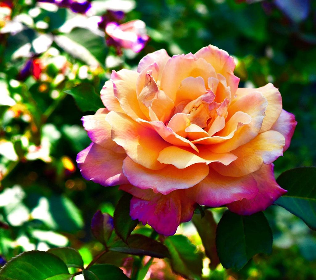 Orange Pink Rose