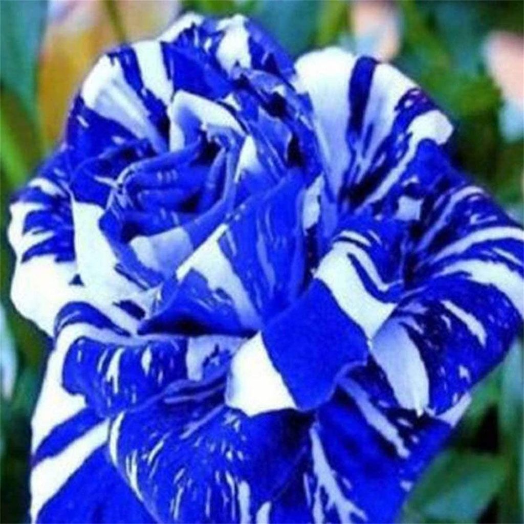 Perennial Rare Blue Rose