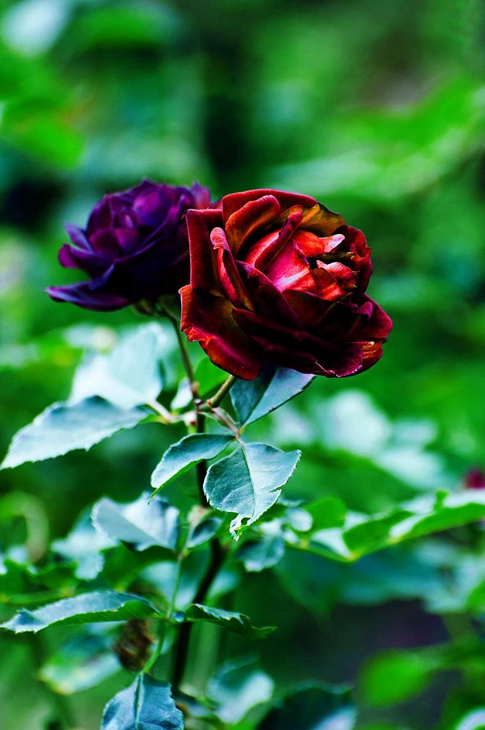 Purple And Red Rose Seeds