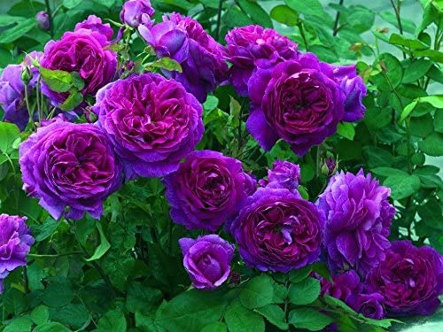 Purple Perennial Climbing Rose