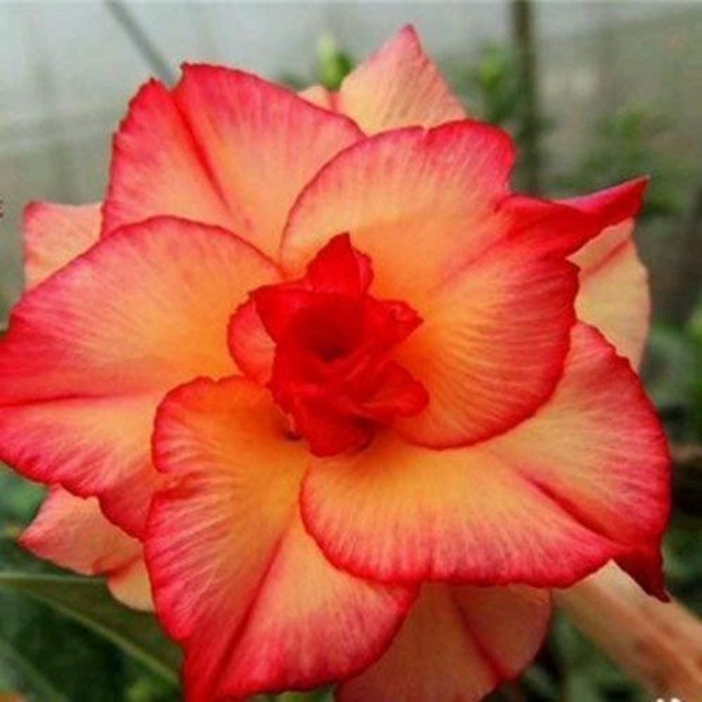Red And Yellow Tropical Rose