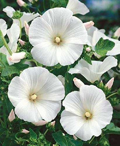 Rose Mallow Lavatera Trimestris White