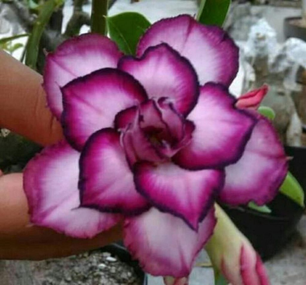 White And Purple Desert Rose
