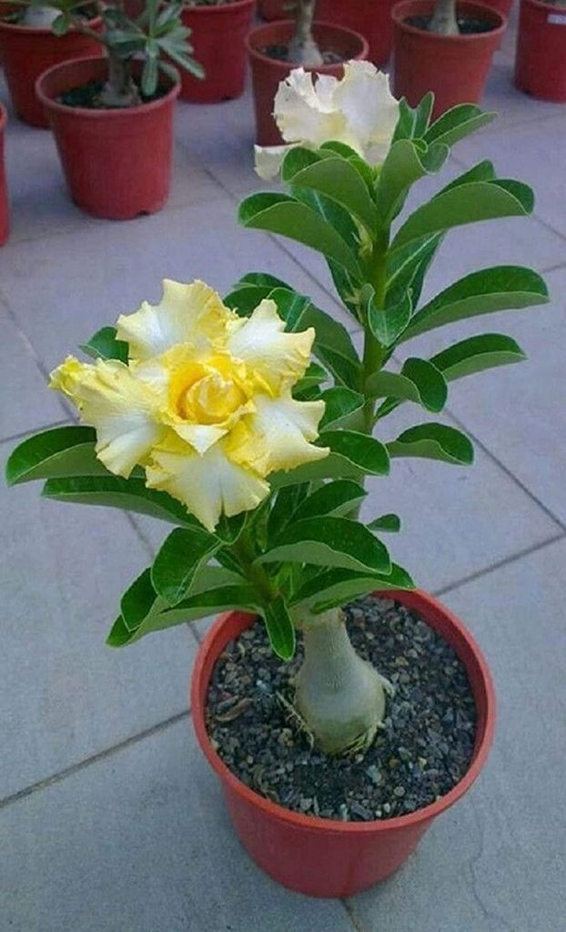 Yellow And White Desert Rose