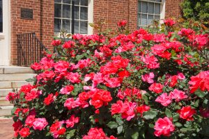 20 Best Knockout Roses To Make Your Garden Outstanding