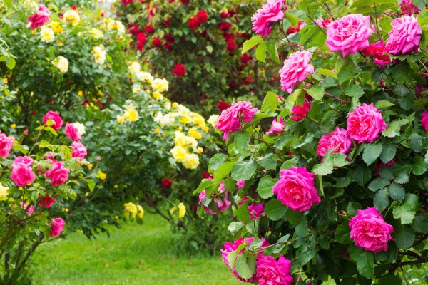 15 Best Shrub Roses to Enhance The Beauty of Your Garden
