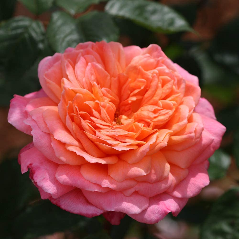 Portlandia Shrub Rose