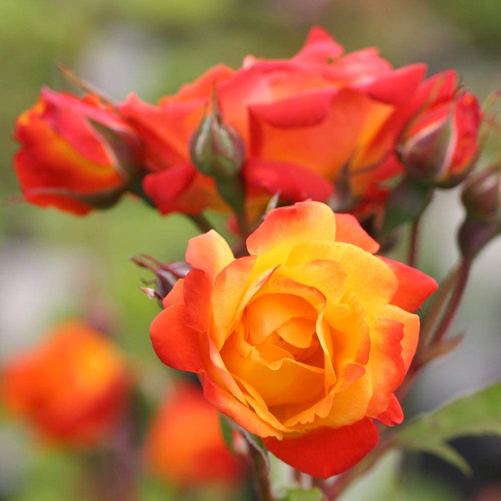 10 Climbing Roses For The Perfect Greek Garden | Storables