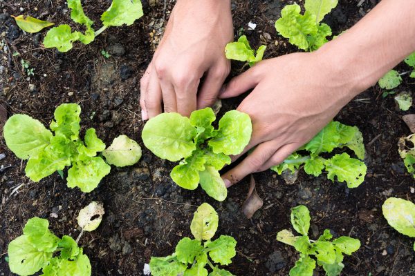 30 Quick & Easy Edible Garden Ideas (Works 100%)