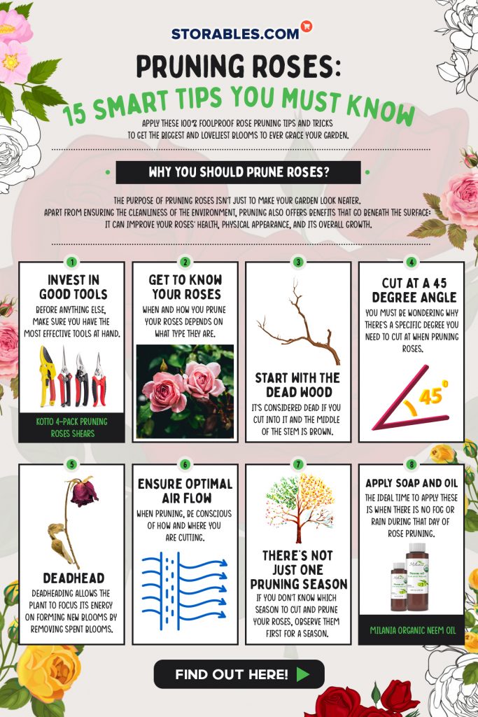 Infographic on pruning roses