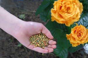 25 Best Rose Fertilizer For Healthy Blooms