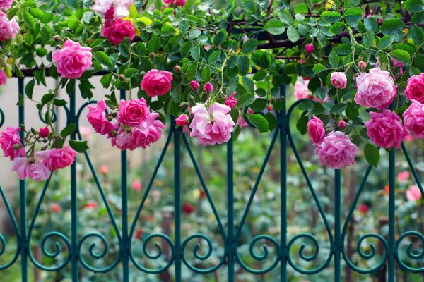 10 Climbing Roses For The Perfect Greek Garden