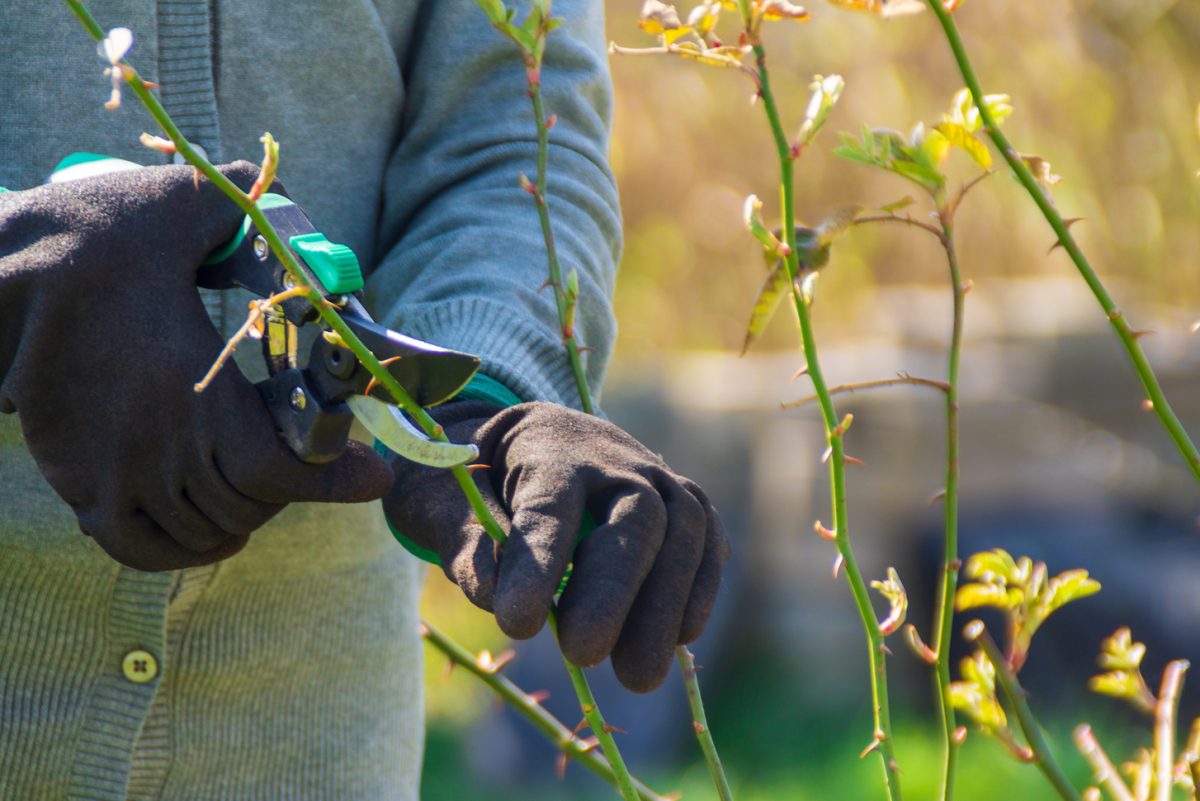 Pruning Roses 15 Smart Tips You Must Know Storables