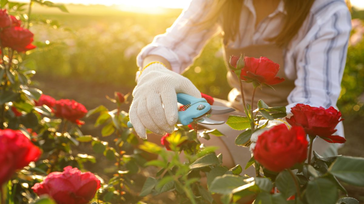 Pruning Roses 15 Smart Tips You Must Know Storables