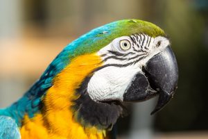 Parrot Toys and Parrots