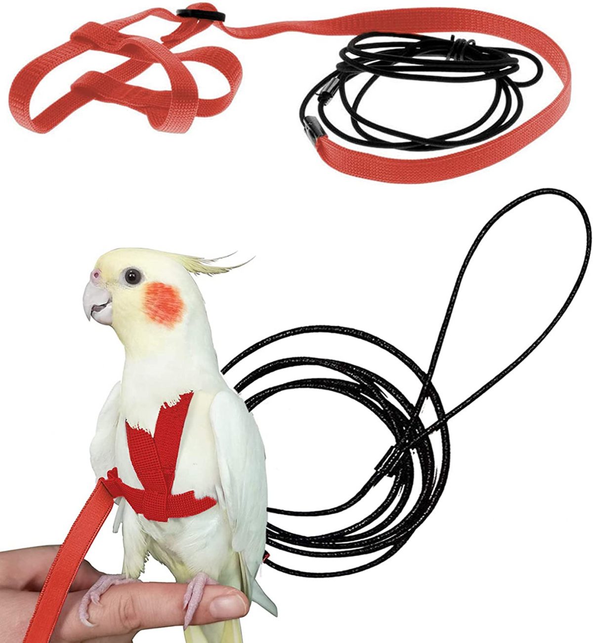 Bird Harness How To Train Your Feathered Kid(Fid) Using One