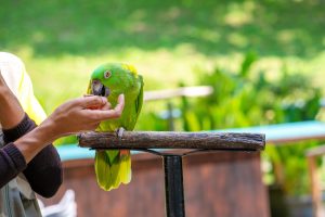Bird Harness: How To Train Your Feathered Kid(Fid) Using One