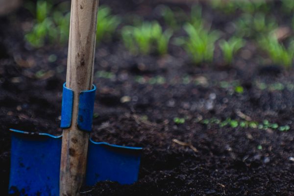 Best Raised Bed Soil For Your Pet Plants