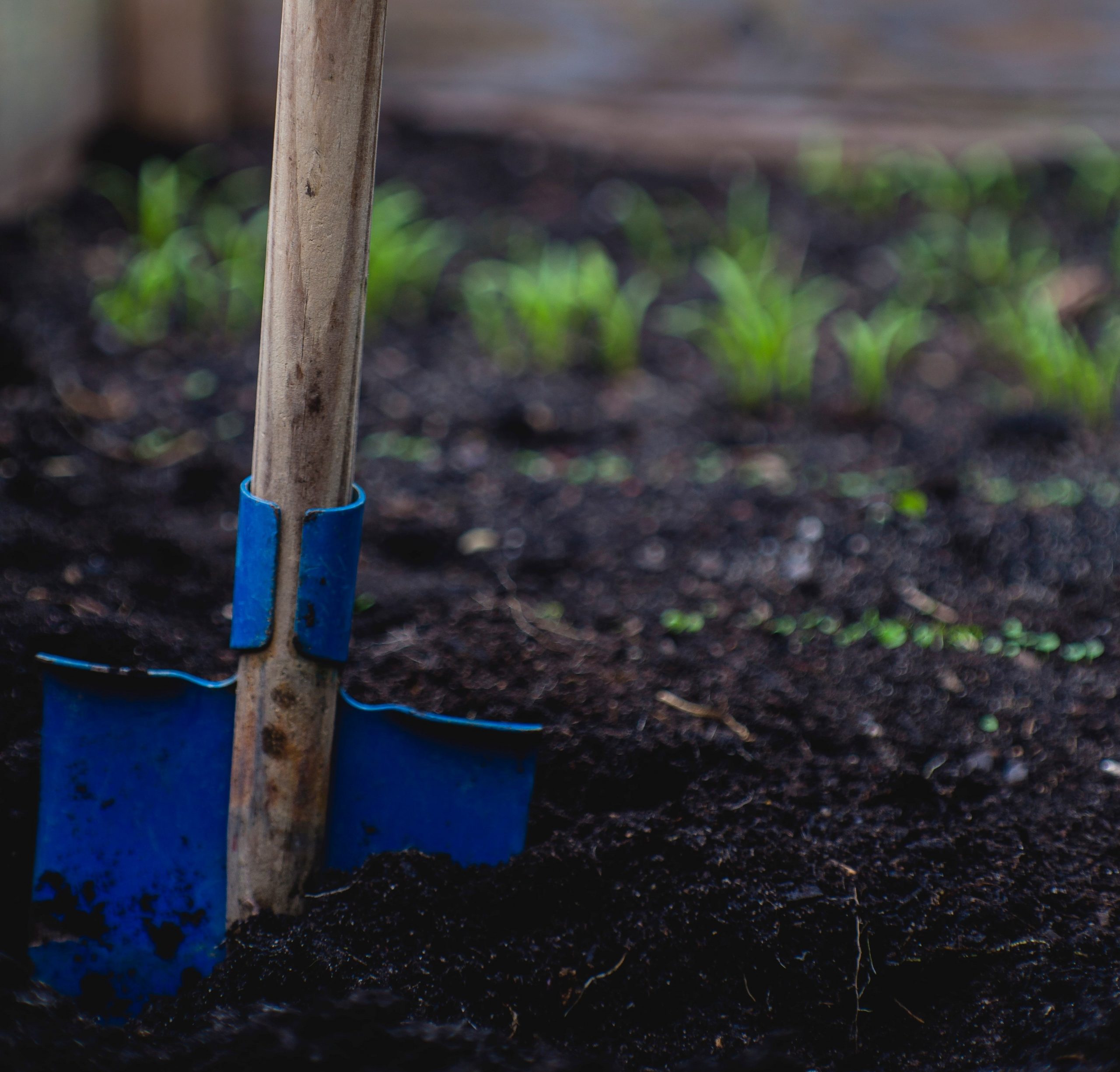 Best Raised Bed Soil For Your Pet Plants Storables