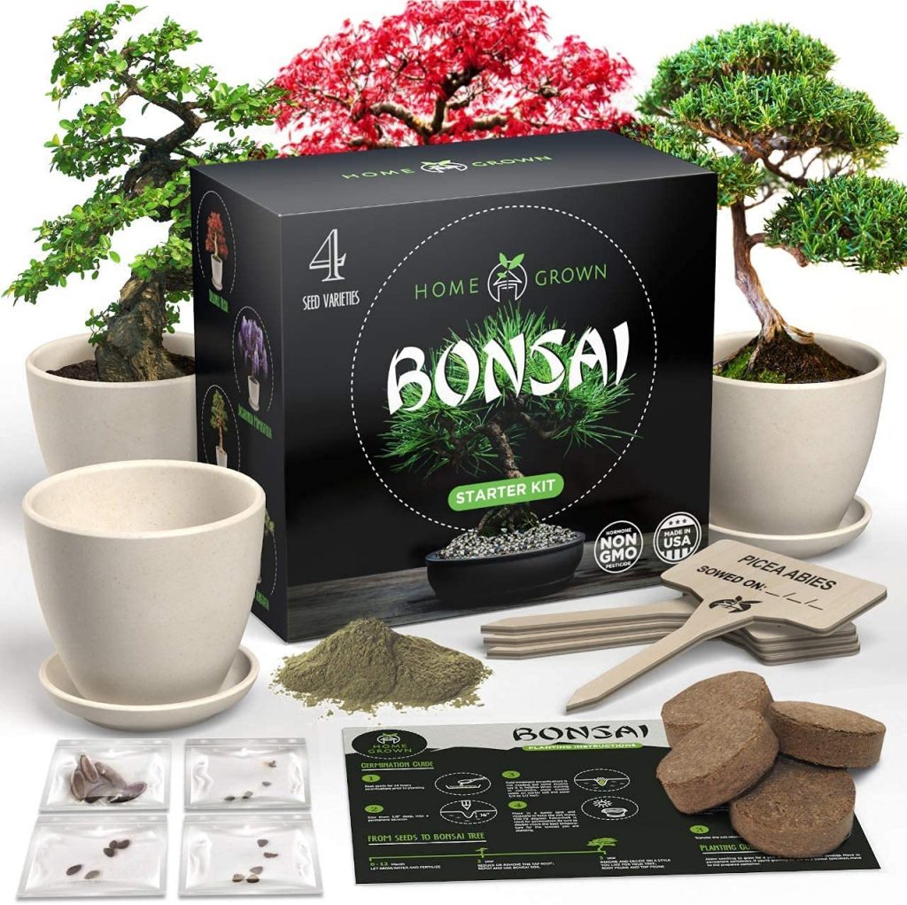 Indoor plant Bonsai Kit