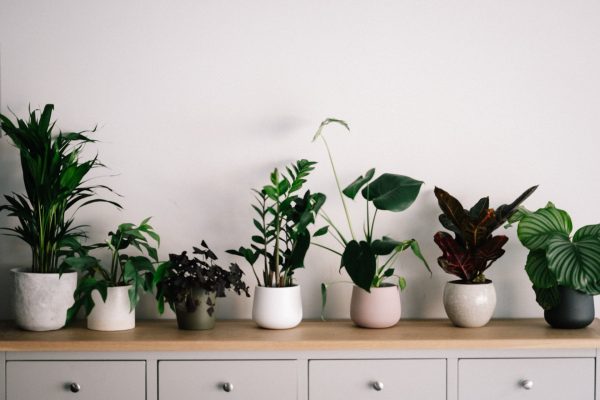 12 Indoor Plants For Beginners To Grow At Home