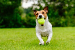 10 Best Dog Ball Launchers To Keep Your Pets Peppy