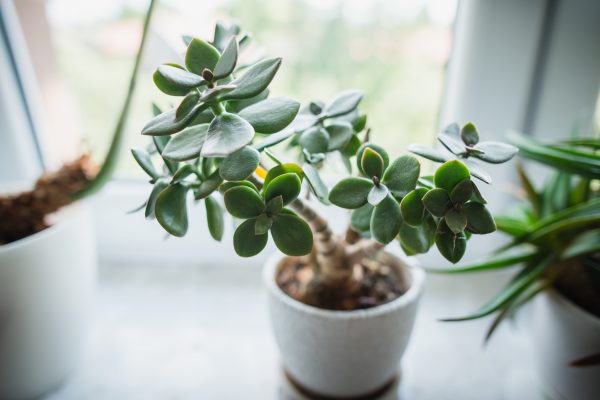 Jade Plant Care: At-Home Tips and Tricks