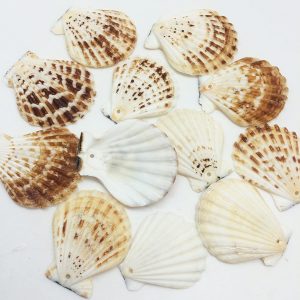 Drilled Seashells
