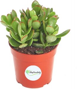 Hand-Selected Jade Plant
