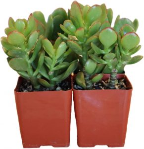 Jade Plant Four-Pack