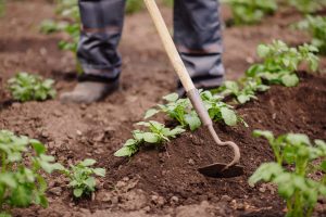 The Best Garden Hoe Picks for Efficient Irrigation