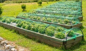 10 Best Garden Netting To Protect Your Flora and Fauna